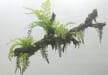 Simulated Hanging Fern Plants Artificial Hanging Fern, 85 CM ~ 90 CM