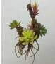 Aesthetic Artificial Hanging Fern Plants Filling Up Empty Corners, 30 CM ~ 35 CM