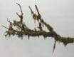 Aesthetic Artificial Hanging Fern Plants Filling Up Empty Corners, 30 CM ~ 35 CM