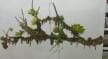 Aesthetic Artificial Hanging Fern Plants Filling Up Empty Corners, 30 CM ~ 35 CM