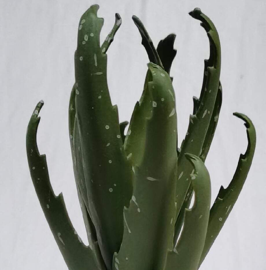 Artificial Tabletop Succulents