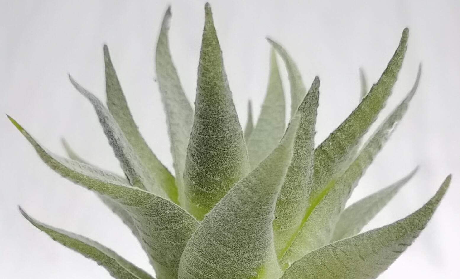 Artificial Decorative Succulent Plant Artificial Decorative Succulent Plant