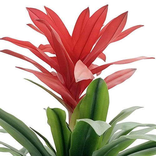 Artificial Guzmania Grand Plant, 73CM Artificial Guzmania Grand Plant, 73CM