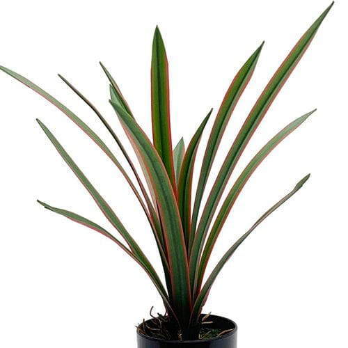 Artificial Cymbidium Ensifolium with Red Border, 28CM Artificial Cymbidium Ensifolium with Red Border, 28CM