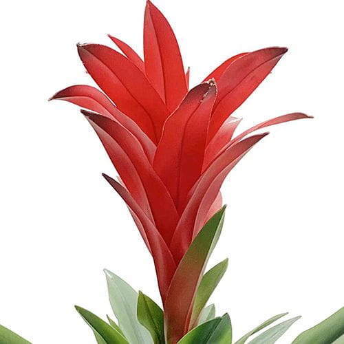 Artificial Guzmania Calypso Red Plant, 60CM Artificial Guzmania Calypso Red Plant, 60CM