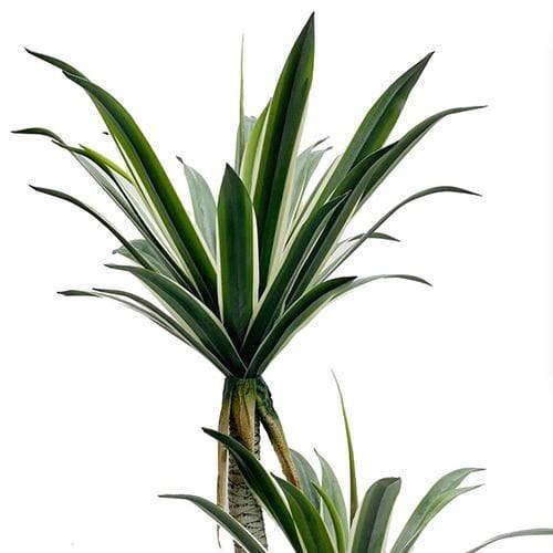 Artificial Agave Americana, White Border, 100CM Artificial Agave Americana, White Border, 100CM