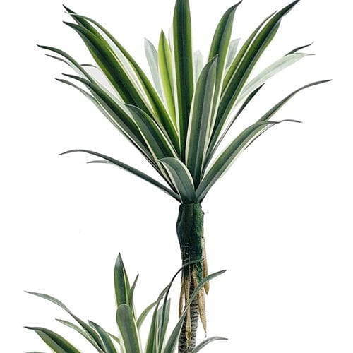 Artificial Sentry Plant, White Border, 134CM Artificial Sentry Plant, White Border, 134CM