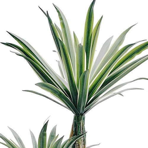 Artificial Century Plant, White Border, 166CM