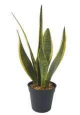 Artificial Snake Plant, 45 CM