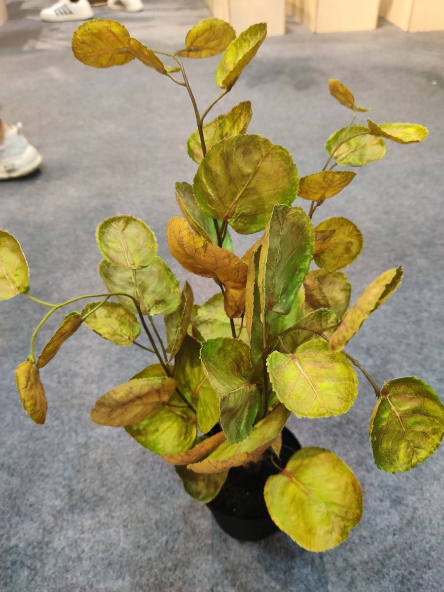 Artificial Yellow Polyscias Balfouriana Bonsai, 30 CM, 50 CM, 70 CM