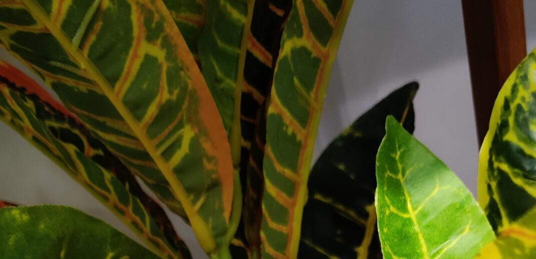 Photograph of Artificial Plants & Trees & Bonsai & Flowers - up-close-shot (02) Photograph of Artificial Plants & Trees & Bonsai & Flowers - up-close-shot (02)