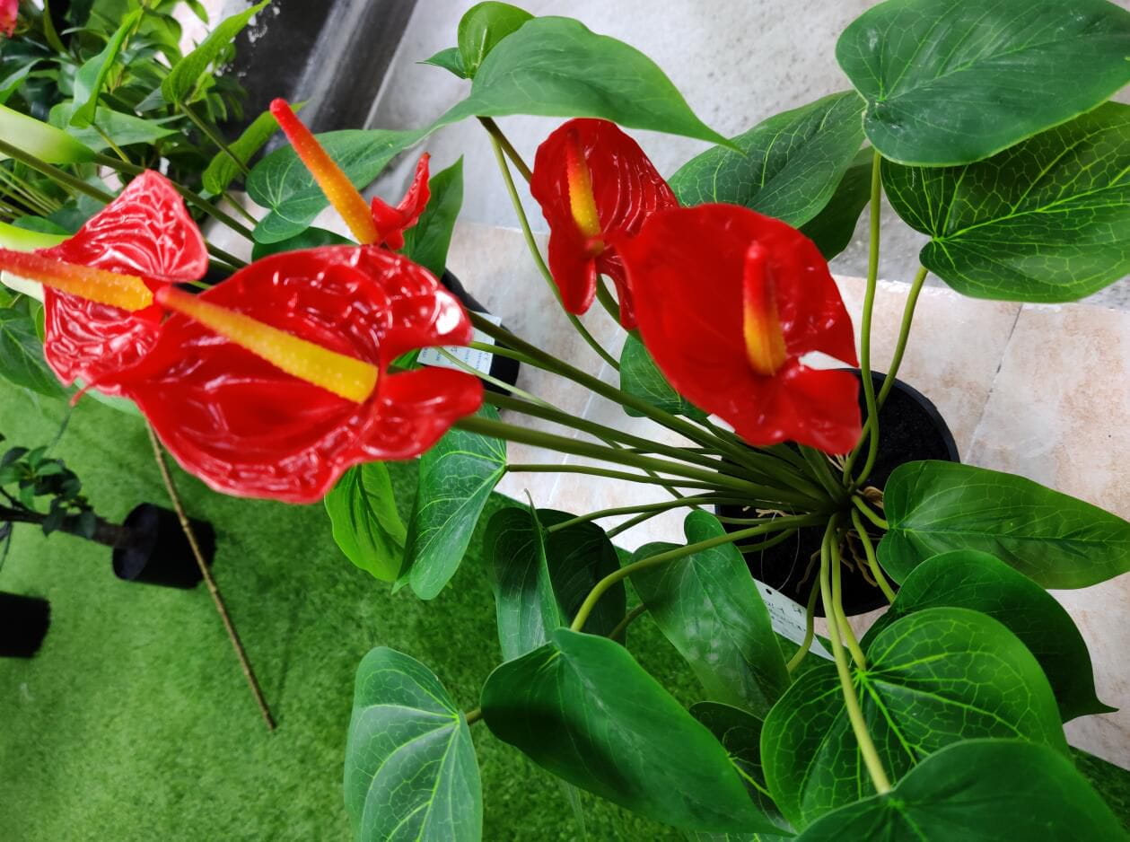 Photograph of Artificial Plants & Trees & Bonsai & Flowers -  up-close-shot (03)