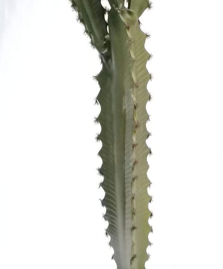 Artificial Desert Succulents