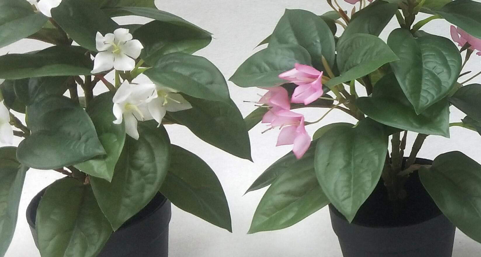 Artificial Flower Plant Multiple Colors for Choose, 30 CM Artificial Flower Plant Multiple Colors for Choose, 30 CM