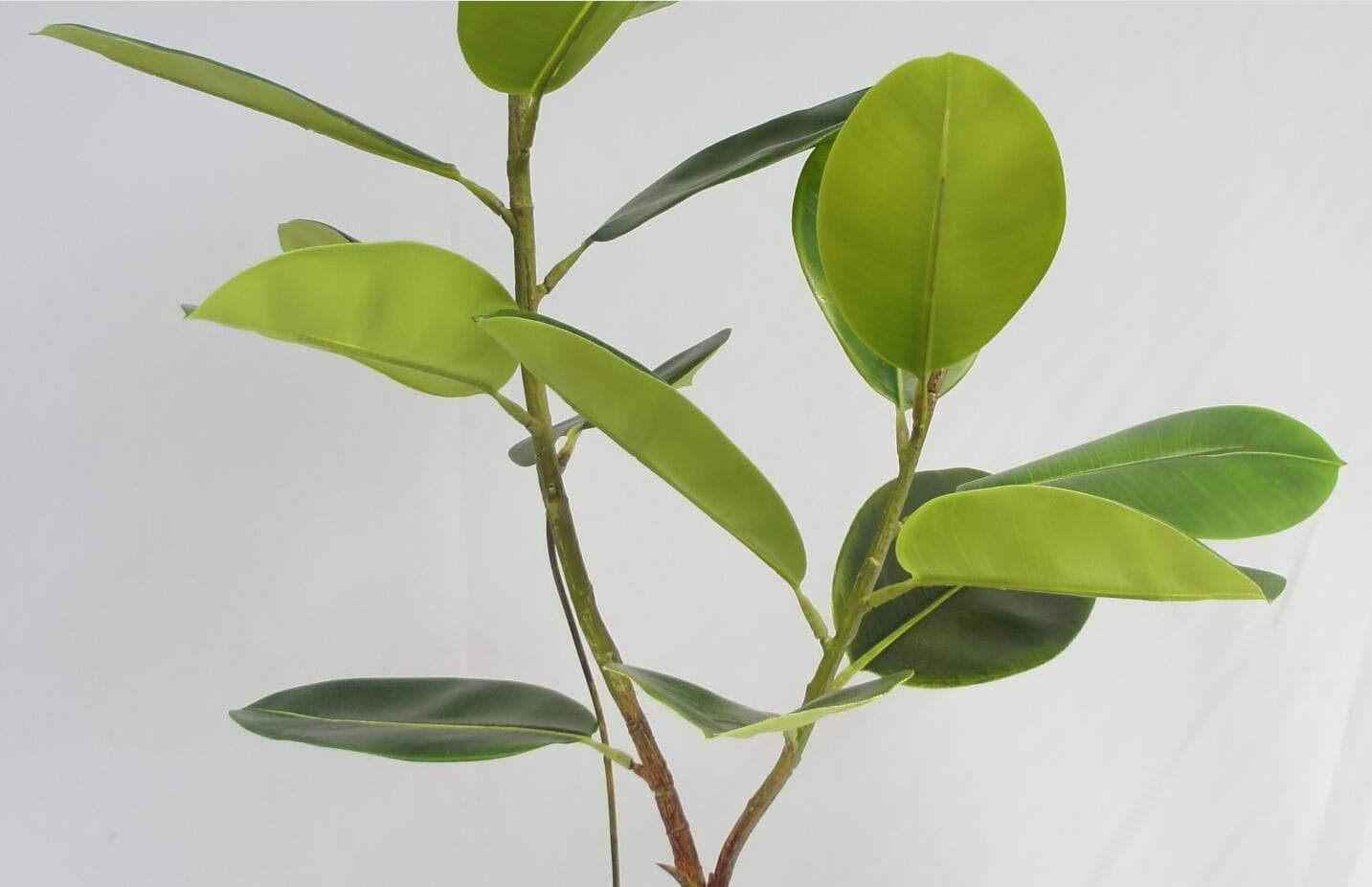 Artificial Green Rubber Tree 1 Bole 2 Twigs, 120 CM Artificial Green Rubber Tree 1 Bole 2 Twigs, 120 CM