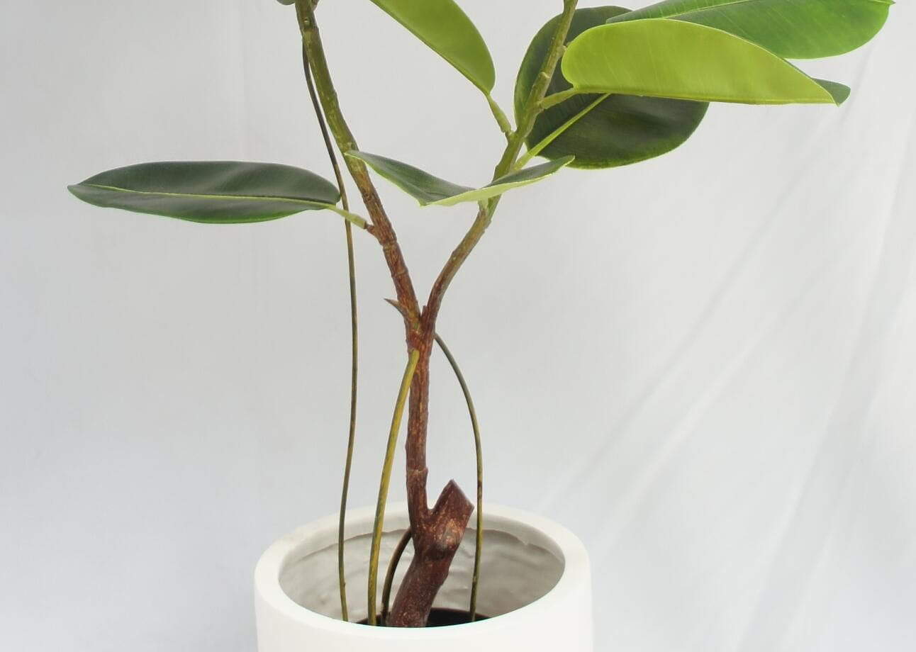 Artificial Green Rubber Tree 1 Bole 2 Twigs, 120 CM Artificial Green Rubber Tree 1 Bole 2 Twigs, 120 CM