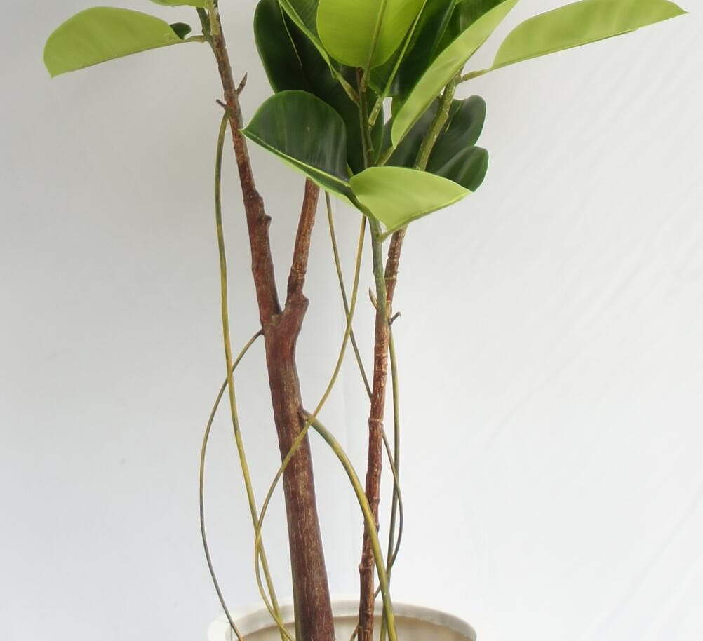 Artificial Green Tree 2 Boles 3 Twigs Rubber Plant, 180 CM Artificial Green Tree 2 Boles 3 Twigs Rubber Plant, 180 CM
