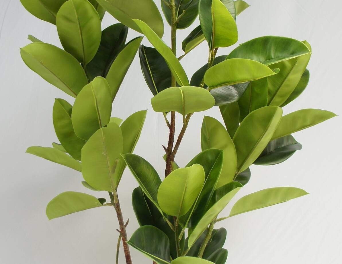 Artificial Green Tree 2 Boles 3 Twigs Rubber Plant, 180 CM Artificial Green Tree 2 Boles 3 Twigs Rubber Plant, 180 CM