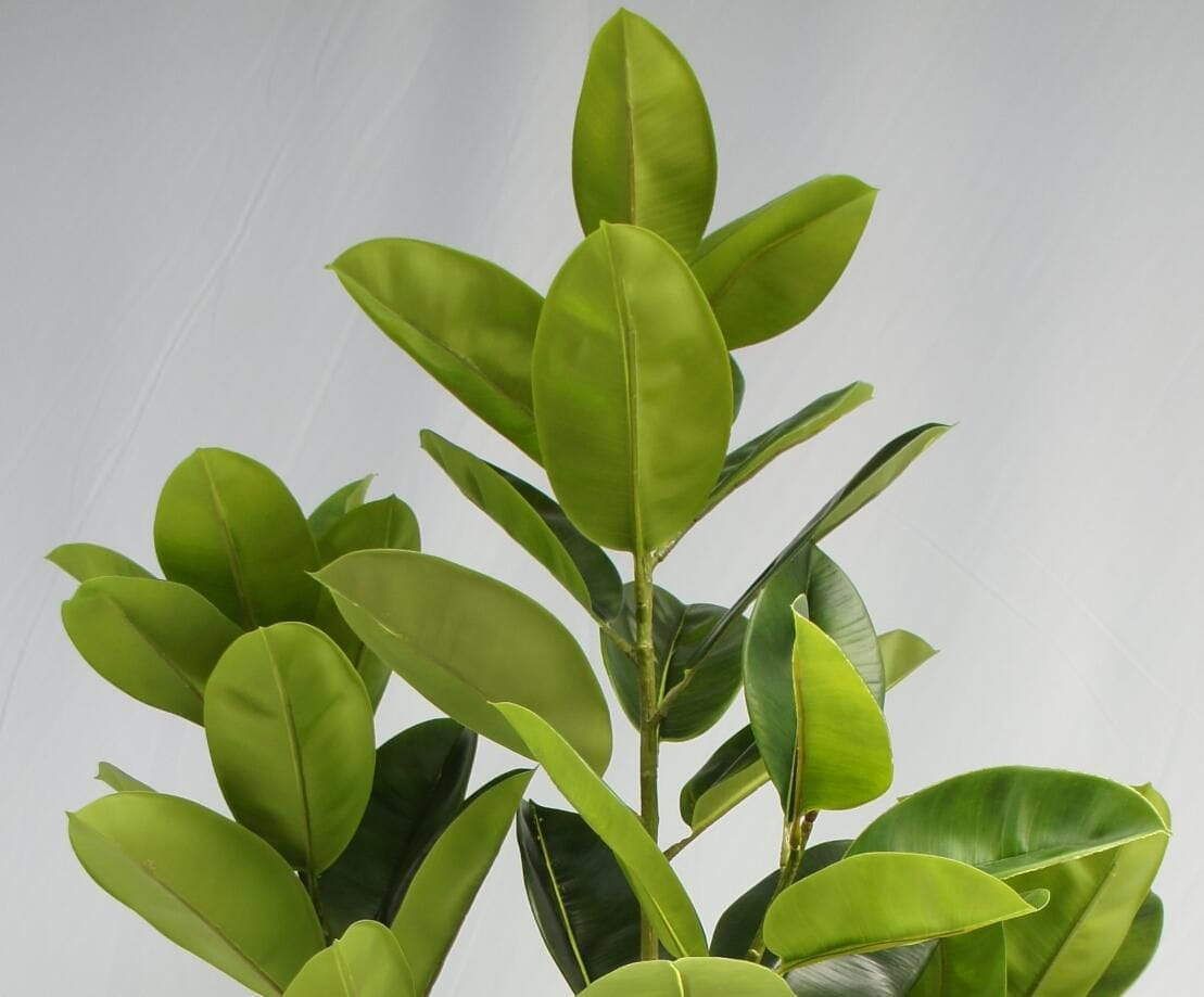 Artificial Green Tree 2 Boles 3 Twigs Rubber Plant, 180 CM Artificial Green Tree 2 Boles 3 Twigs Rubber Plant, 180 CM