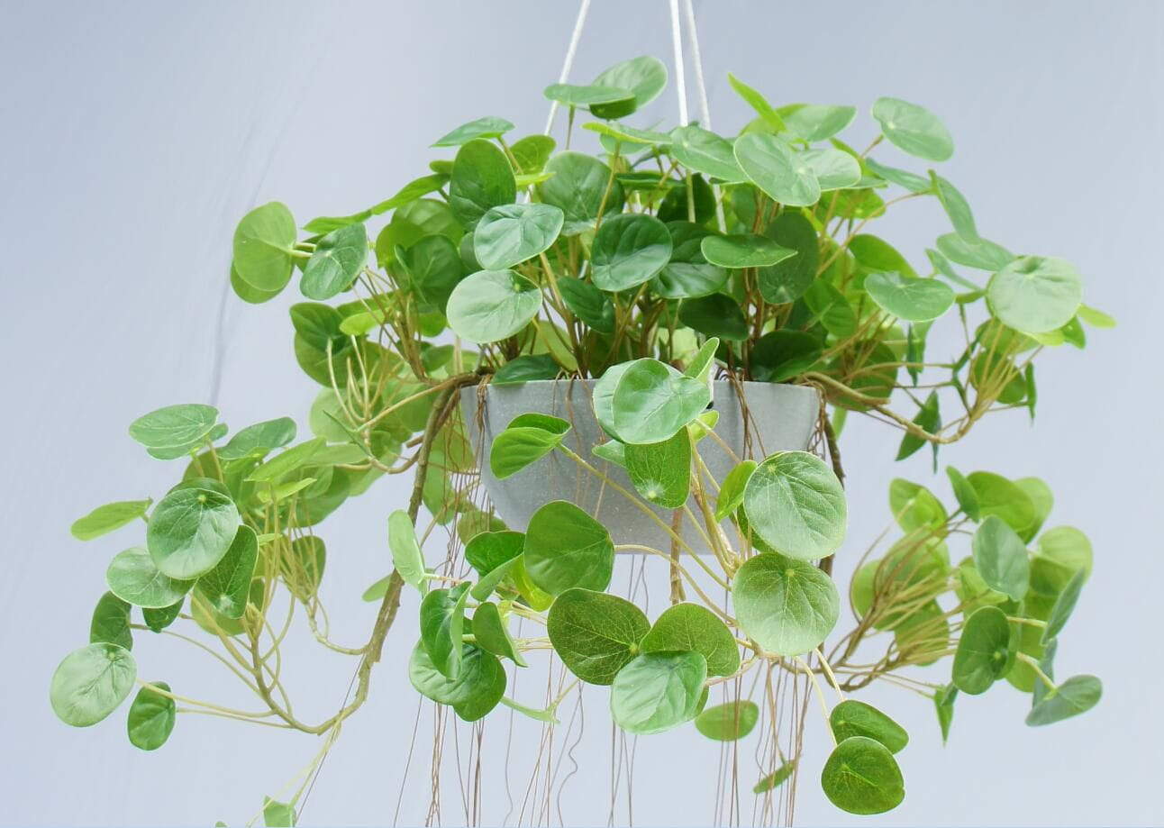 Artificial Hanging Plant With Pot, 80 CM Artificial Hanging Plant With Pot, 80 CM