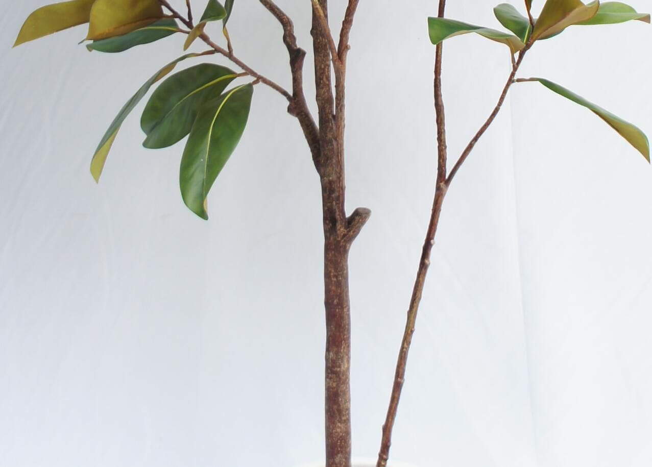 Artificial Magnolia Tree With Black Plastic Pot, 180 CM Artificial Magnolia Tree With Black Plastic Pot, 180 CM