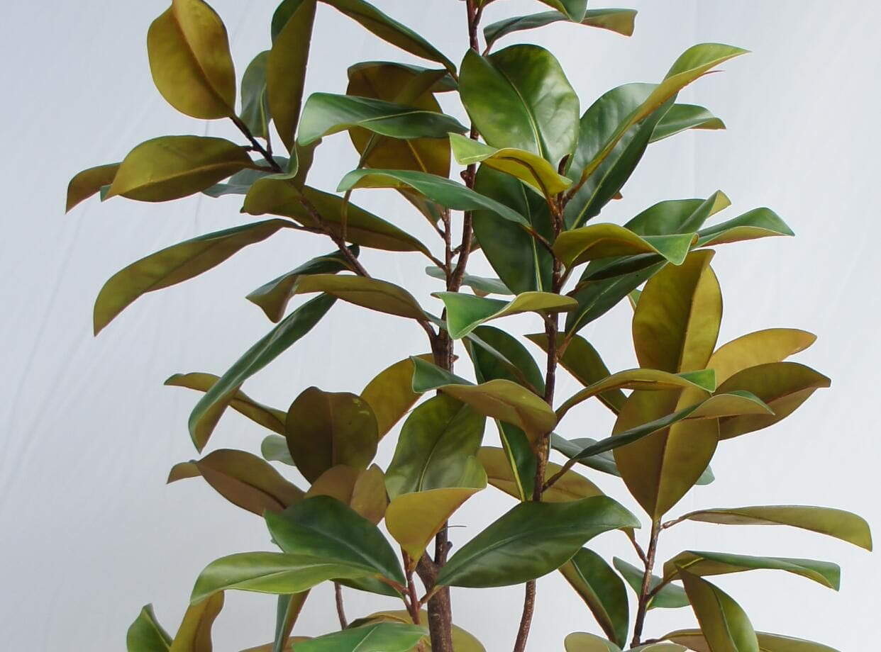 Artificial Magnolia Tree With Black Plastic Pot, 180 CM Artificial Magnolia Tree With Black Plastic Pot, 180 CM