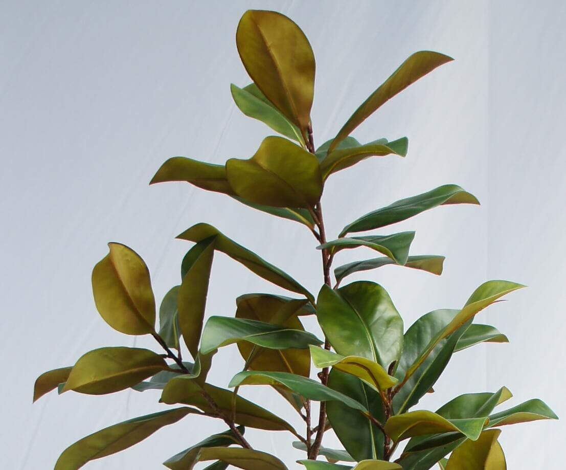 Artificial Magnolia Tree With Black Plastic Pot, 180 CM Artificial Magnolia Tree With Black Plastic Pot, 180 CM