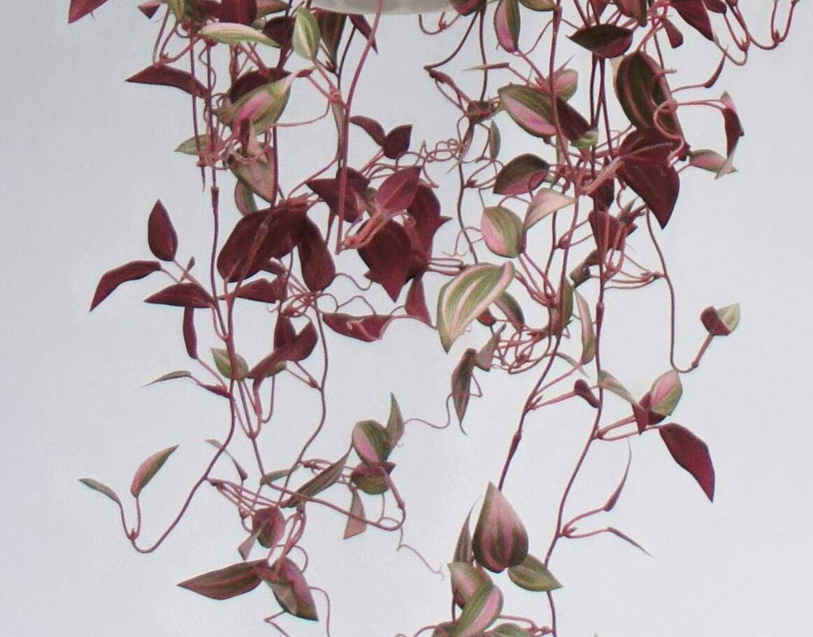 Artificial New Design Hanging Plant, 60 CM Artificial New Design Hanging Plant, 60 CM