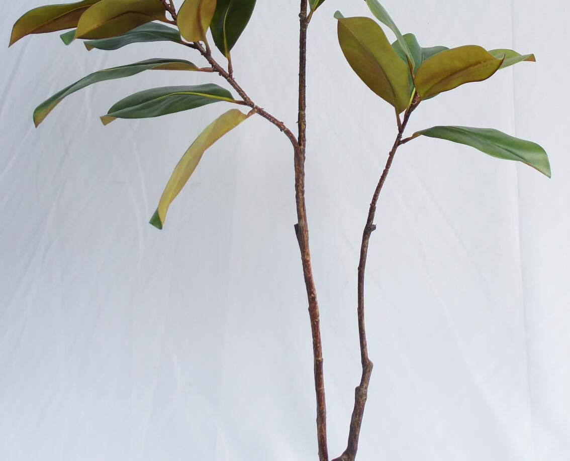 Artificial New Design Magnolia Tree, 120 CM Artificial New Design Magnolia Tree, 120 CM