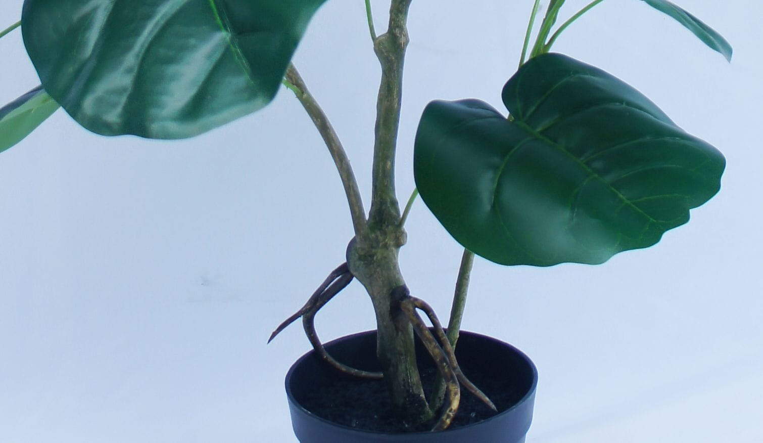 Artificial Polyscia Balfouriana Bonsai, 90 CM, 120 CM Artificial Polyscia Balfouriana Bonsai, 90 CM, 120 CM