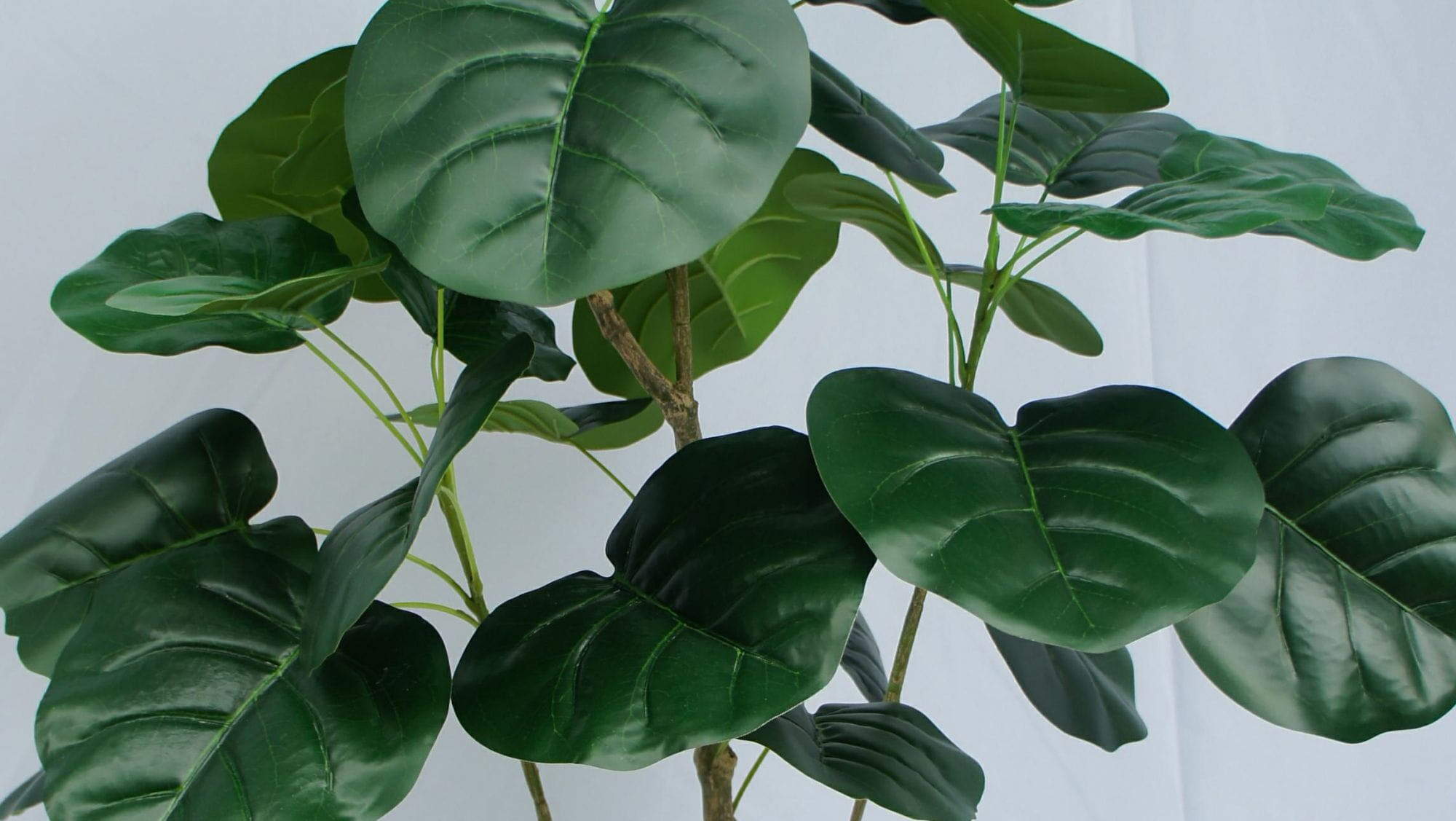 Artificial Polyscia Balfouriana Bonsai, 90 CM, 120 CM Artificial Polyscia Balfouriana Bonsai, 90 CM, 120 CM