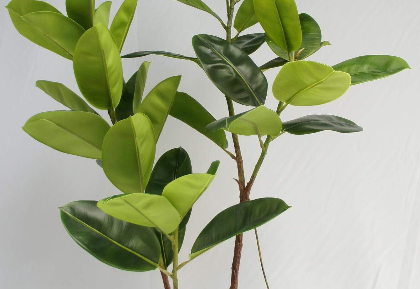 Artificial Rubber Plant 2 Twigs, 150 CM Artificial Rubber Plant 2 Twigs, 150 CM