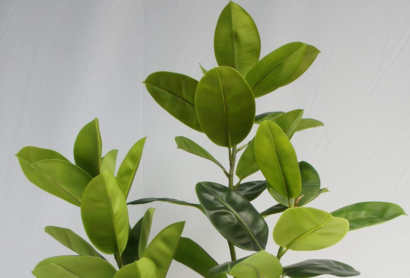 Artificial Rubber Plant 2 Twigs, 150 CM Artificial Rubber Plant 2 Twigs, 150 CM