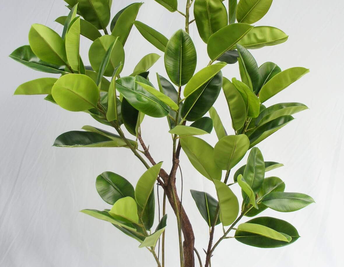 Artificial Rubber Tree Big Green Tree, 210 CM Artificial Rubber Tree Big Green Tree, 210 CM