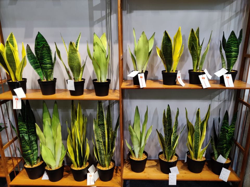 2020 Newest Artificial Snake Plant