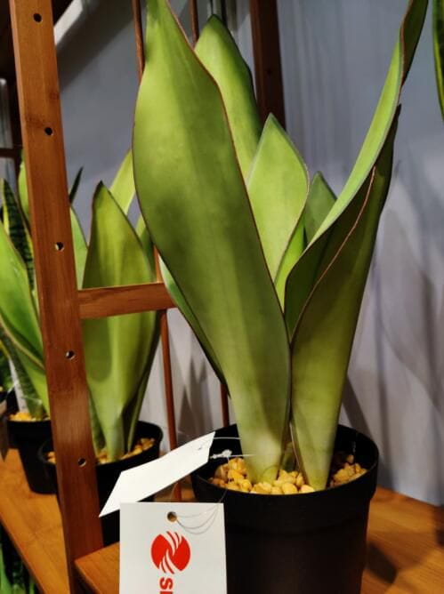 2020 Newest Artificial Snake Plant