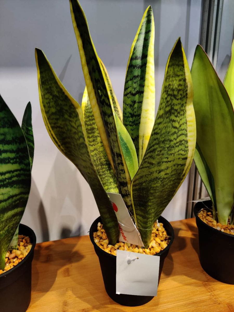 Artificial Snake Plants China Supplier