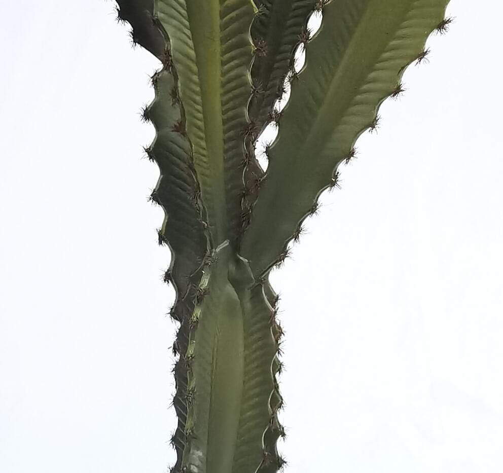 Artificial Tabletop Desert Succulent Artificial Tabletop Desert Succulent