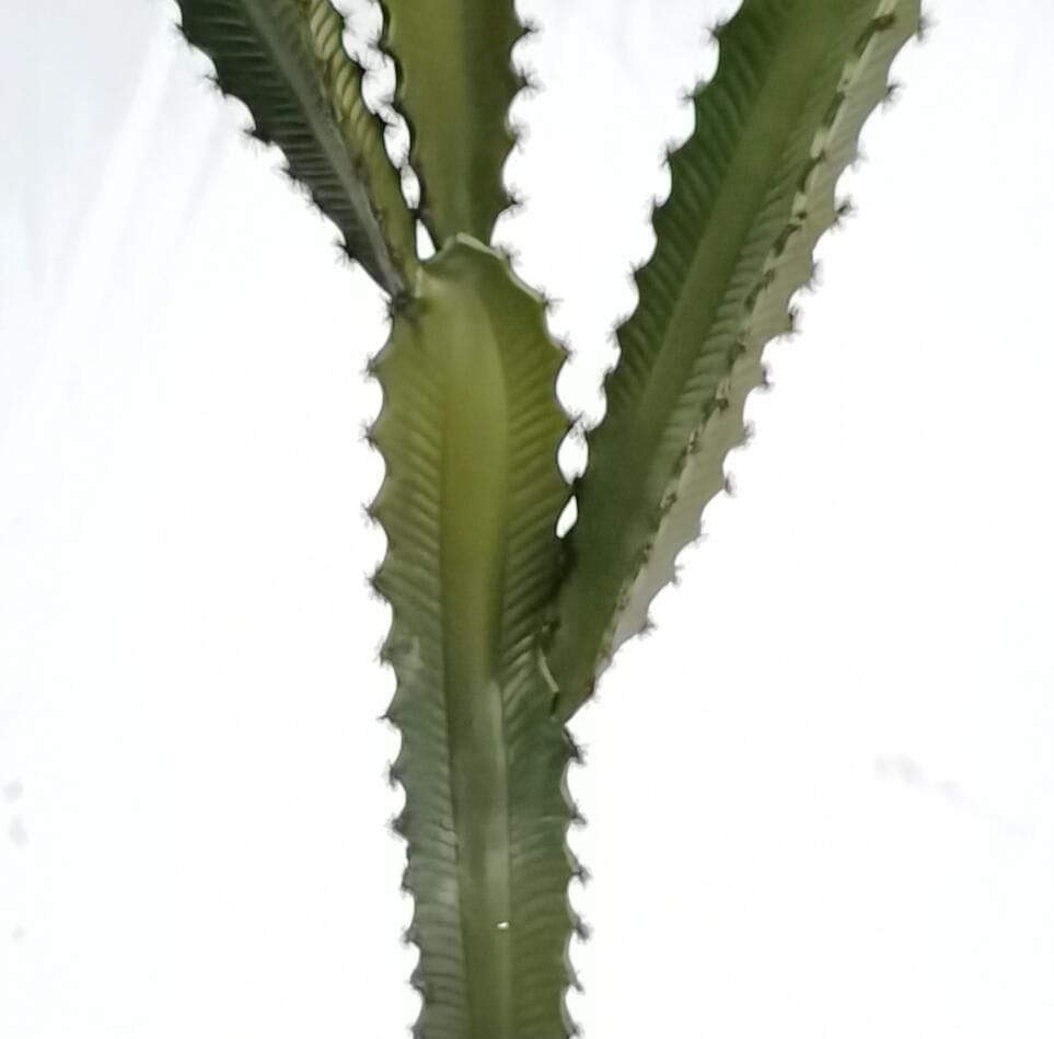 Faux Desert Plant Tabletop Succulent Faux Desert Plant Tabletop Succulent