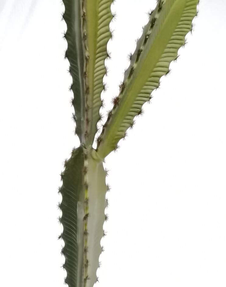 Faux Desert Succulent Plant Faux Desert Succulent Plant