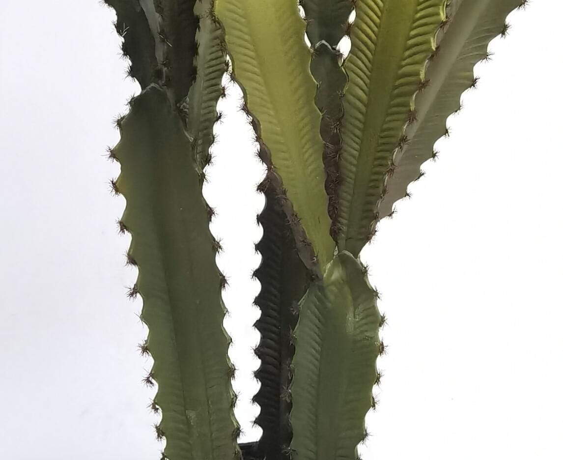 Faux Tabletop Desert Succulent Plants Faux Tabletop Desert Succulent Plants