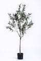 artificial-olive-trees-faux-olive-trees-plants
