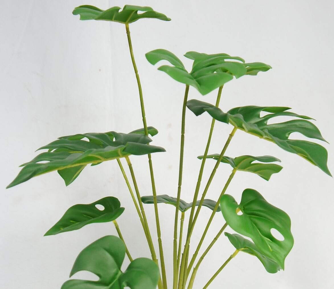 Monstera Deliciosa Plants, 51 CM Monstera Deliciosa Plants, 51 CM