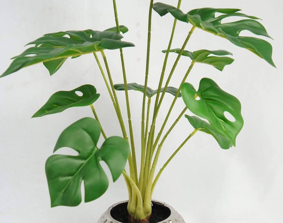 Monstera Deliciosa Plants, 51 CM Monstera Deliciosa Plants, 51 CM