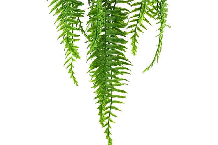 3 Branches 43 leaves Artificial Dragon Boat Hanging Rattan Ferns 80cm