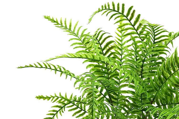 Single Branch 27 Leaves Artificial Dragon Boat Fern Leaf