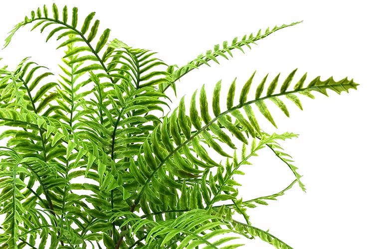 Single Branch 27 Leaves Artificial Dragon Boat Fern Leaf