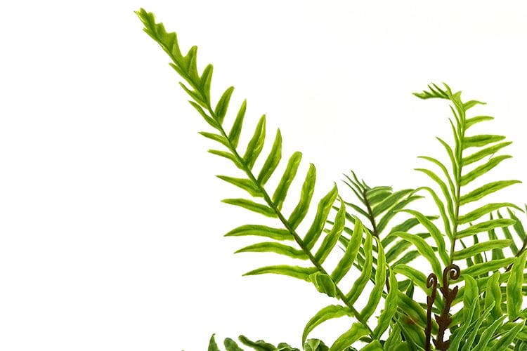 9 Leaves 28cm Artificial Dragon Boat Bonsai Ferns