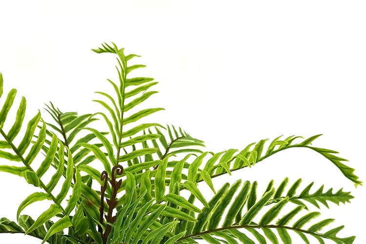 9 Leaves 28cm Artificial Dragon Boat Bonsai Ferns