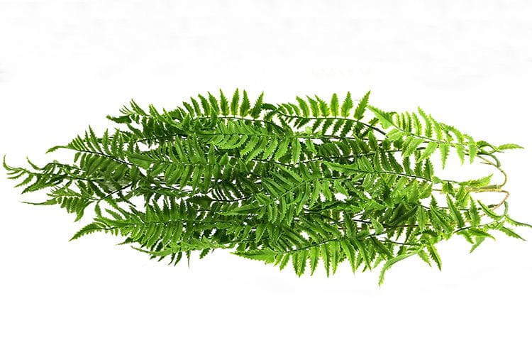 5 Branches 81 Leaves 100cm Artificial Pteris Hanging Rattan Ferns